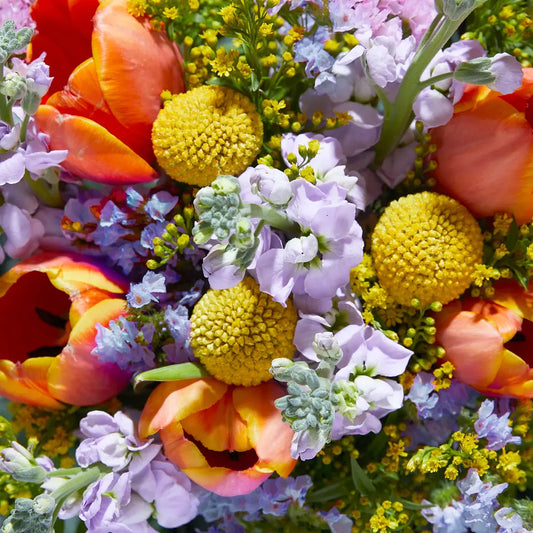 Vibrant Spring Bouquet with Orange Tulips, Yellow Billy Balls, and Light Purple Stocks